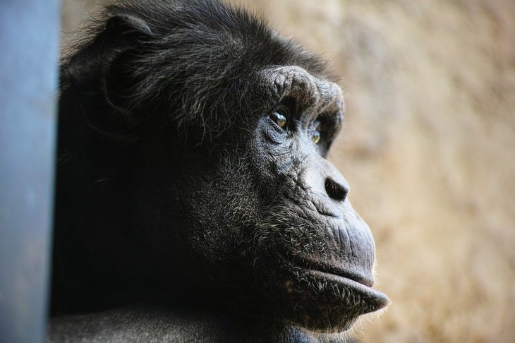 los animales más inteligentes del mundo chimpancé