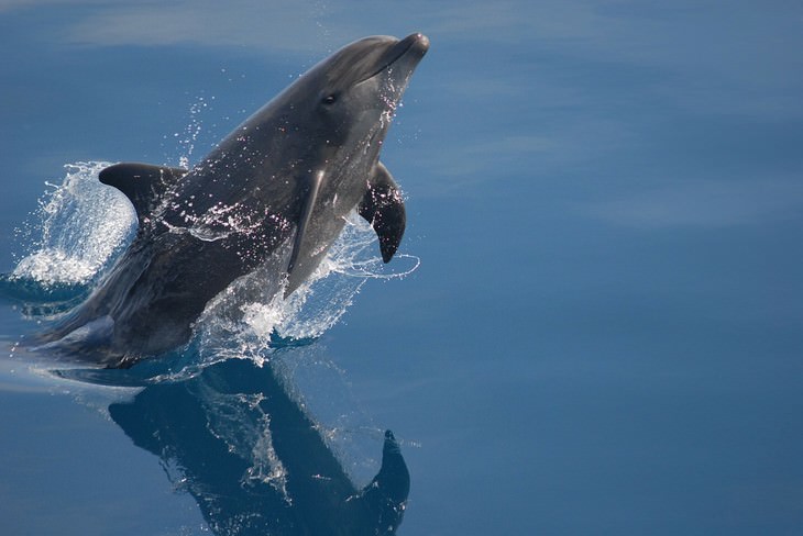 los animales más inteligentes del mundo delfín nariz de botella