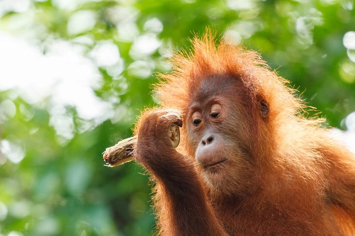 los animales más inteligentes del mundo orangután