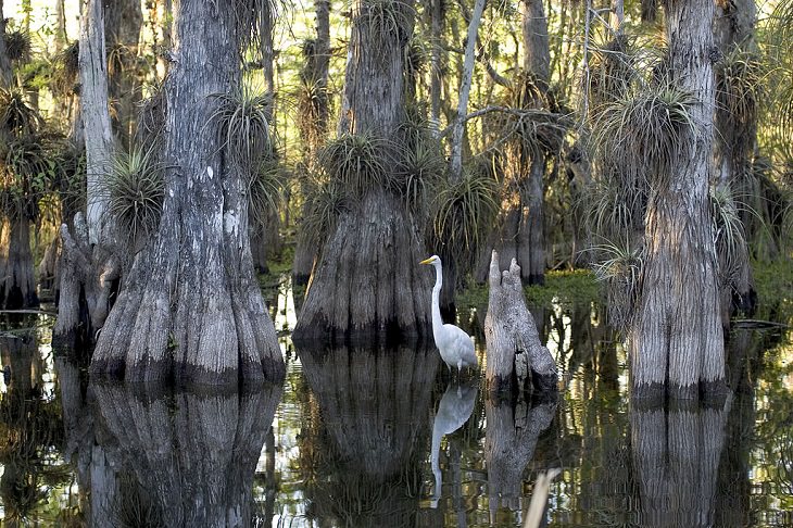 Sitios Patrimonio De La Humanidad Parque Nacional Everglades
