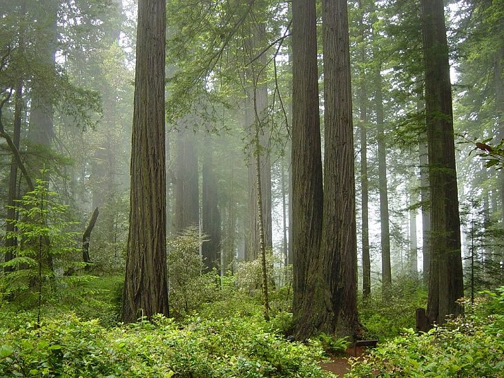 Sitios Patrimonio De La Humanidad Parques nacionales y estatales de Redwood