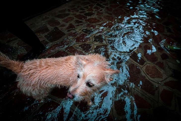 Perro de Venecia inundado
