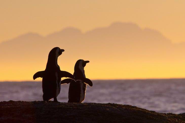 Los pingüinos se declaran y se mantienen unidos para toda la vida