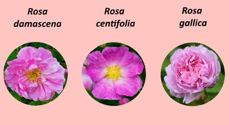 Agua de Rosas: Beneficios Saludables Cómo hacer agua de rosas en casa