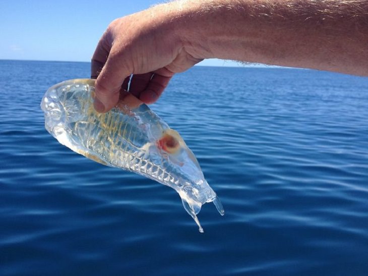 Imágenes extrañas pez transparente