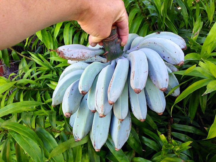 Imágenes extrañas plátanos azules de Java