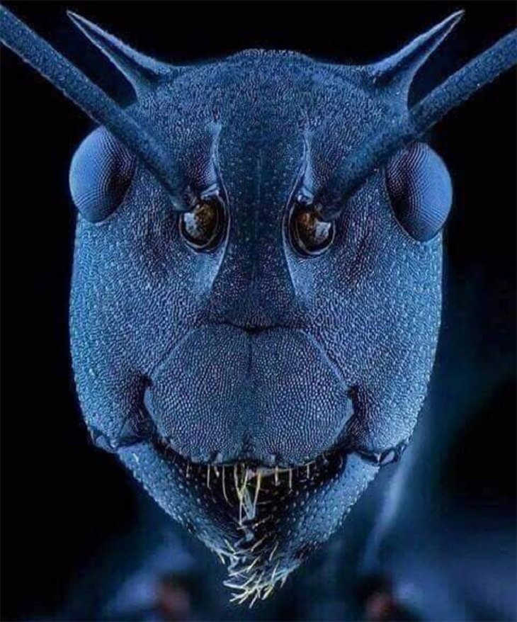 Imágenes extrañas cara de hormiga en microscopio