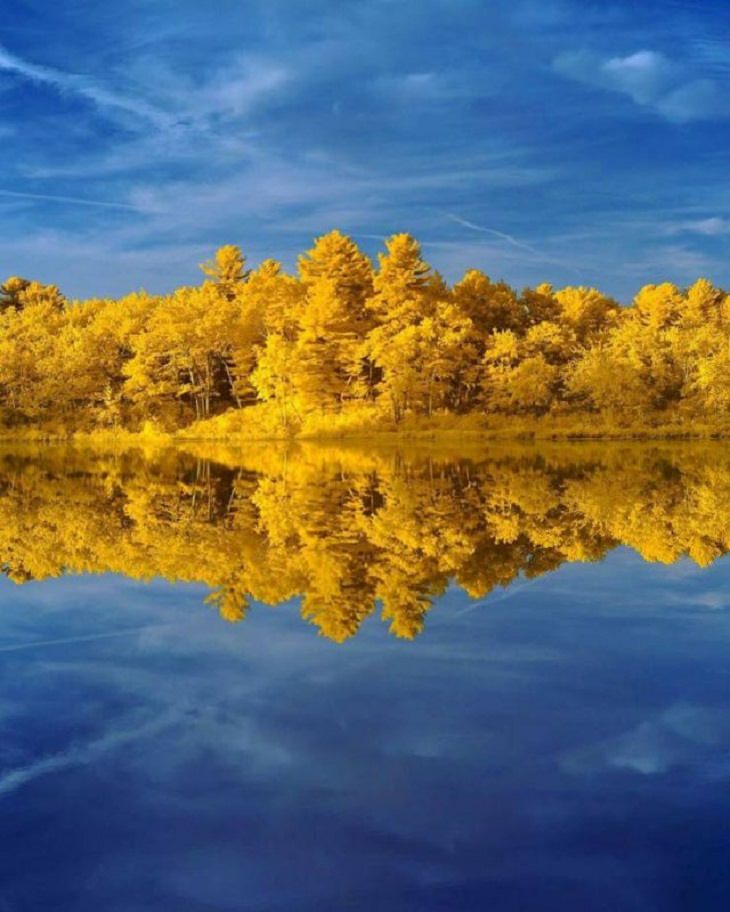 Celebra La Belleza Del Otoño Con 20 Fotografías De Todo El Mundo árboles color amarillo