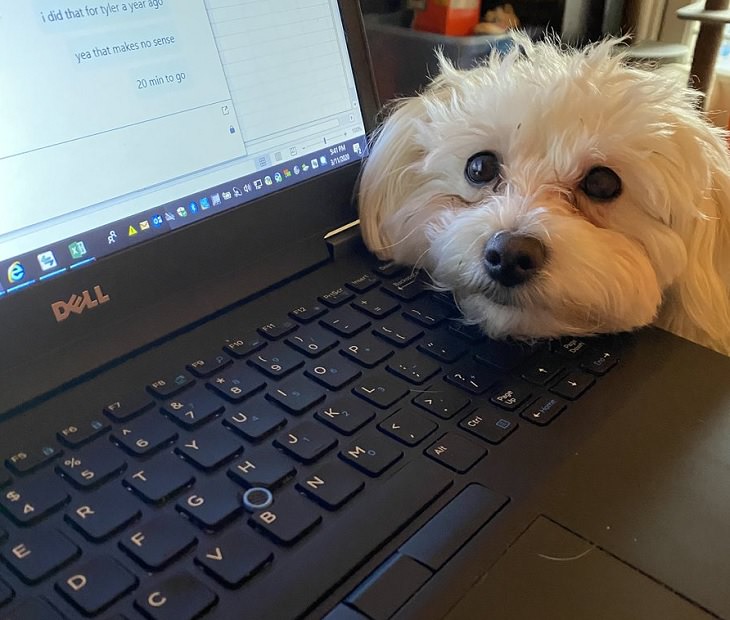 Funny improvised and makeshift work from home (wfh) workspaces and workstations, small white dog carefully watching owner work on laptop