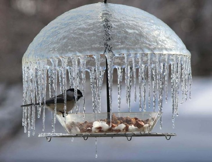 20 Cosas Raras Que Realmente Existen En Nuestro Planeta pájaro en un paraguas de hielo