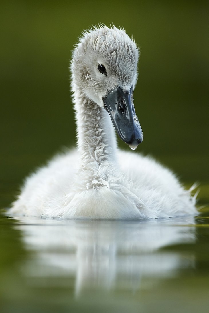 Fotos Vida Salvaje Gran Bretaña “Cisne blanco en un canal (Cygnus olor)” de Mark Sisson. Retratos de animales (2011).