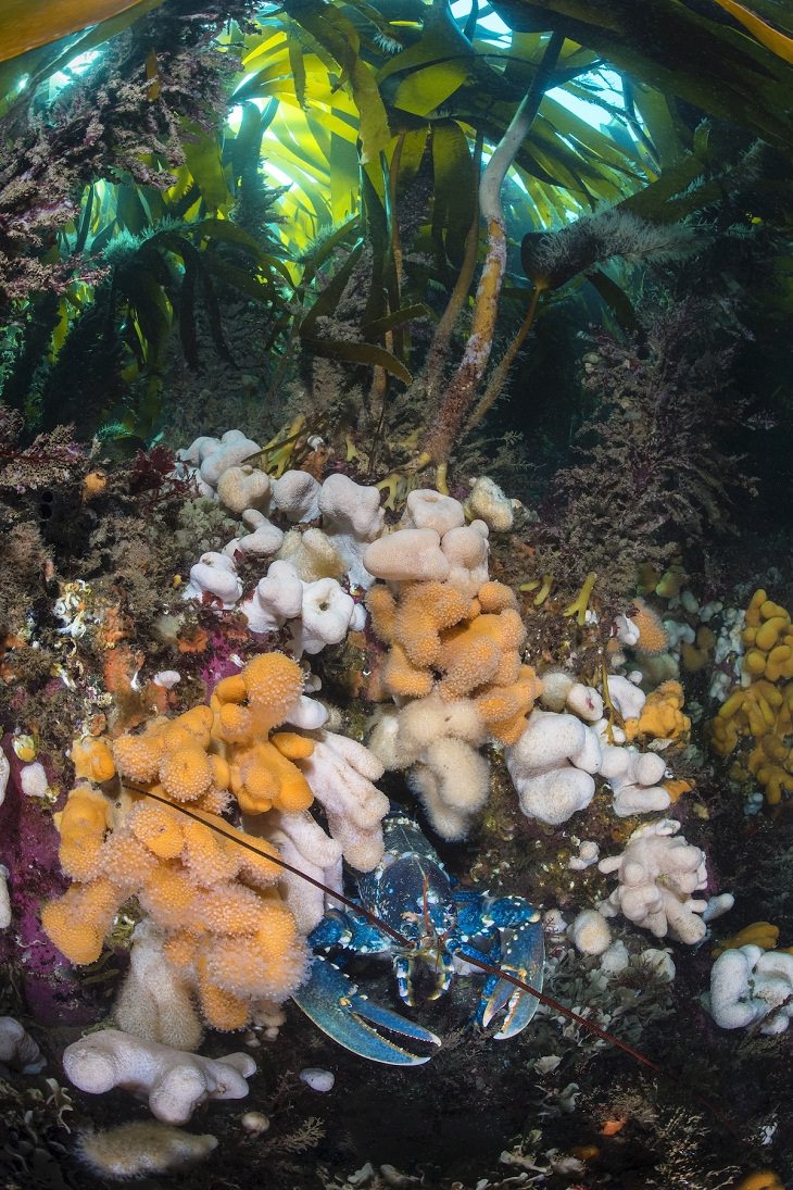 Fotos Vida Salvaje Gran Bretaña “Debajo del bosque de algas (langosta europea, Homarus gammarus)” de Alex Mustard. Muy recomendado por la costa y el mar (2017).