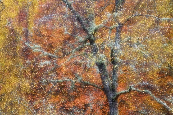 Fotos Vida Salvaje Gran Bretaña  “Joyas de otoño (bosque mixto)” de Peter Cairns. Ganador de Wild Woods (2014).
