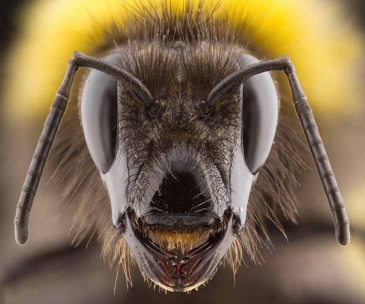 Fotos Vida Salvaje Gran Bretaña “El humilde abejorro (Abejorro de jardín, Bombus hortorum)” de Keith Trueman. Gran Bretaña oculta altamente recomendada (2017).