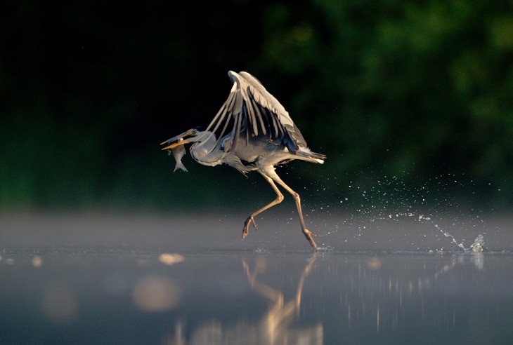 Fotos Vida Salvaje Gran Bretaña “Garza real caminando sobre el agua (Ardea cinerea)” de Andrew Parkinson. Ganador de comportamiento animal (2011).