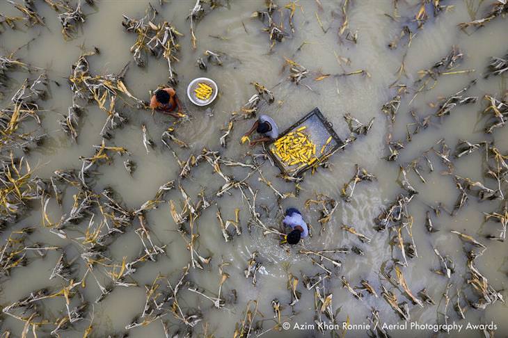 Fotos Aéreas Del 2020 Primer lugar en la categoría de medio ambiente: el agua de las inundaciones ha dañado los cultivos por Azim Khan Ronnie