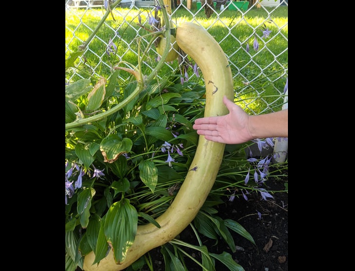 Fruits and vegetables of various big and small sizes, Extremely large and long zucchini growing on fence