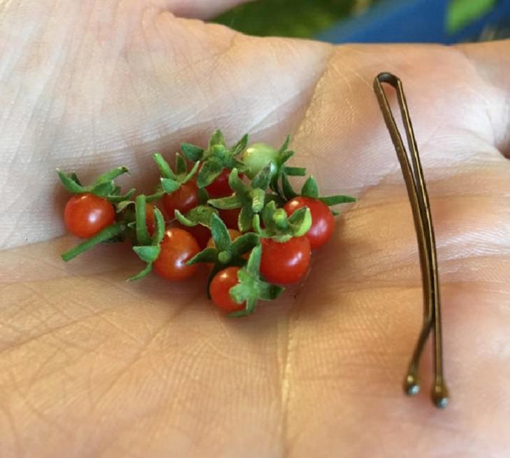 14. Como si los tomates cherry no fueran lo suficientemente pequeños
