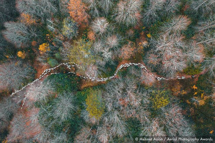 Fotos Aéreas Del 2020 Primer lugar en la categoría Árboles y bosques: Camino forestal por Mehmet Aslan