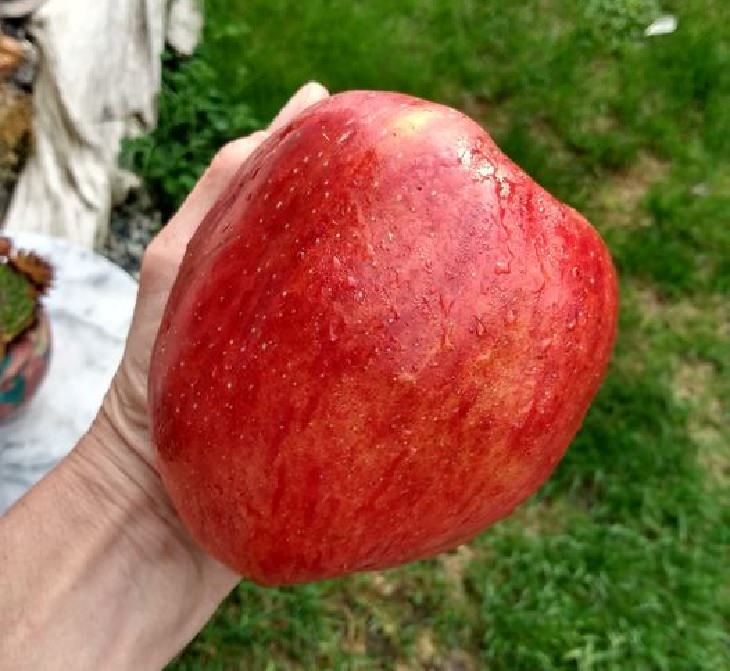 5. Dale un mordisco a esta gran manzana