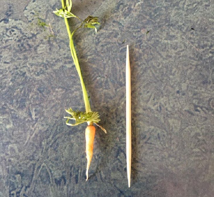 Fruits and vegetables of various big and small sizes, Tiny carrot with toothpick for scale