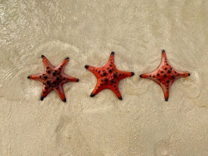 21. Imagínese tropezar con 3 estrellas de mar: una con 6 brazos, una con 5 brazos y otra con 4 brazos