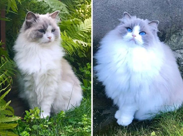 13. El pelaje de un gato Ragdoll en verano (izquierda) frente a su pelaje en invierno (derecha)