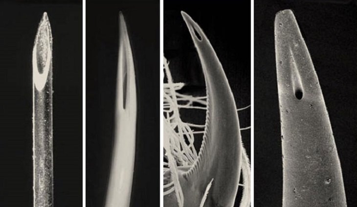 25. Comparando las puntas, de izquierda a derecha, de una aguja hipodérmica, el colmillo de una víbora, el colmillo de una araña y el aguijón de un escorpión respectivamente