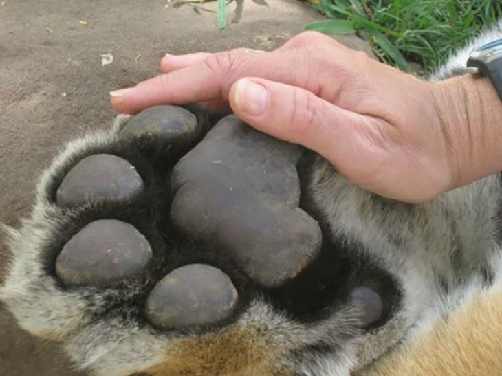 11. El tamaño de una pata de tigre en comparación con una mano humana.