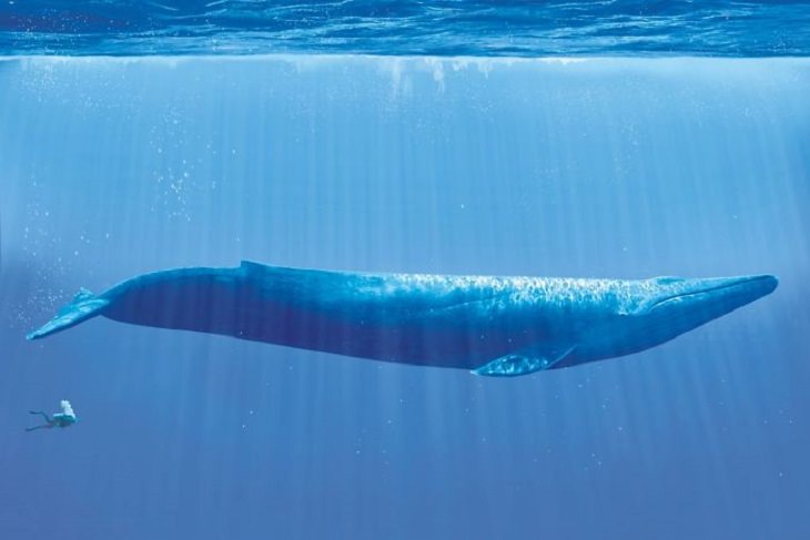 5. Una ballena azul con una persona detrás de ella.