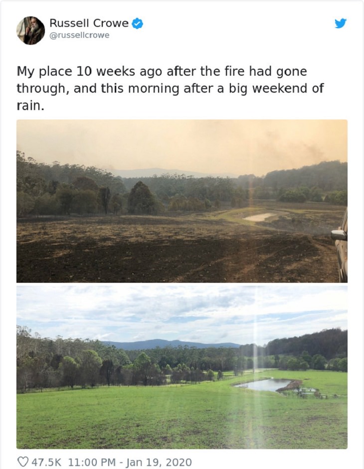 Photographs that show comparisons of things and occurrences in nature, A forest destroyed by a fire heals with time and rain