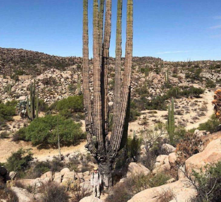 1. Una persona junto a una de las especies de cactus más grandes menos conocidas