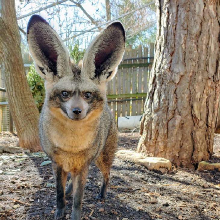 Quick facts on strange and weird looking wild animals, The bat-eared fox