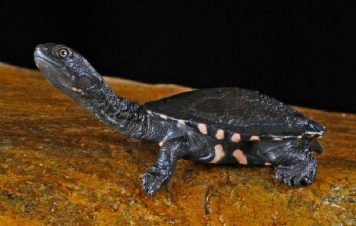 Quick facts on strange and weird looking wild animals, Eastern Long necked Turtle