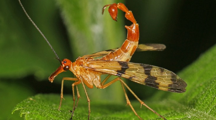 Quick facts on strange and weird looking wild animals, Scorpionfly