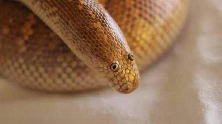 Quick facts on strange and weird looking wild animals, Arabian sand boa