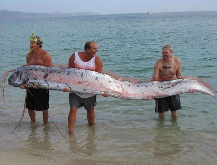 Quick facts on strange and weird looking wild animals, The Giant Oarfish