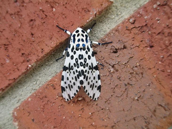 Quick facts on strange and weird looking wild animals, Giant leopard moth