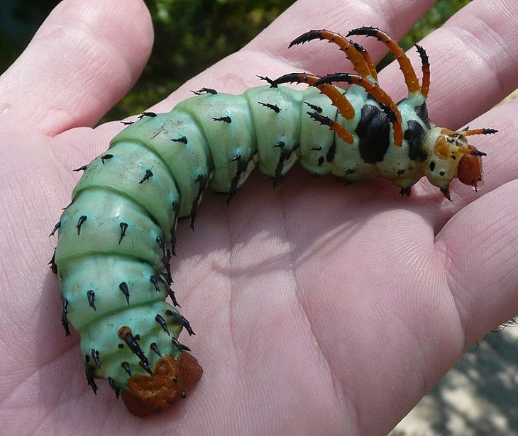 Quick facts on strange and weird looking wild animals, Hickory horned devil caterpillar