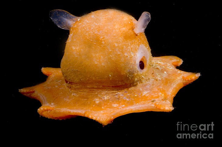 Quick facts on strange and weird looking wild animals, Flapjack octopus