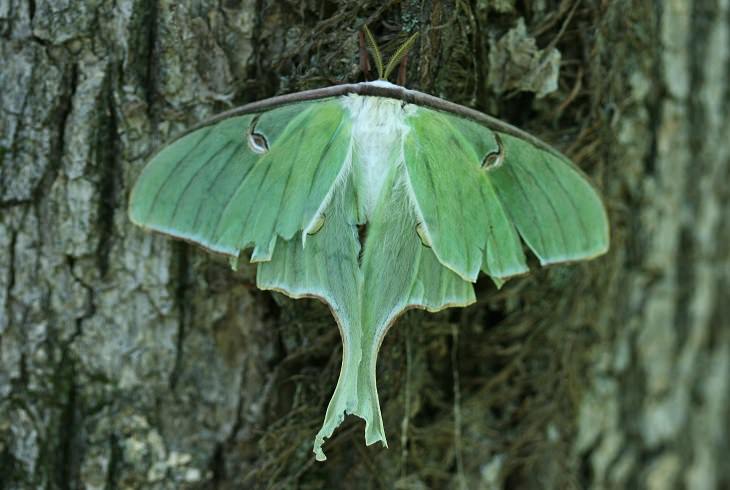 Quick facts on strange and weird looking wild animals, Luna Moth