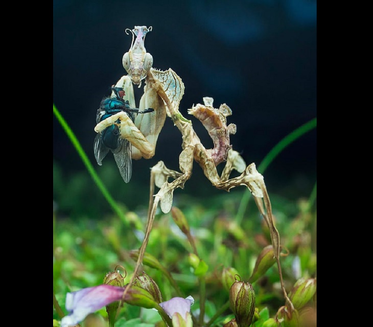 Quick facts on strange and weird looking wild animals, Devil’s Flower Mantis