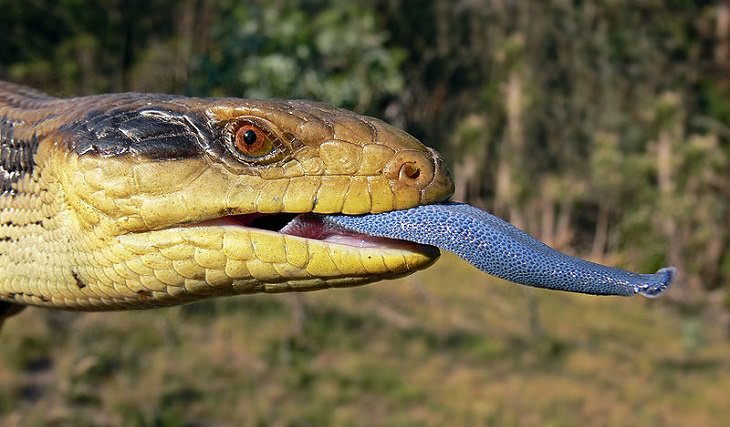 Quick facts on strange and weird looking wild animals, The blue-tongued skink