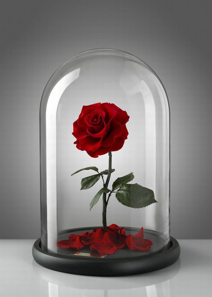  Sin embargo, si mantienes la rosa en su cúpula de cristal, se dice que durará para siempre.
