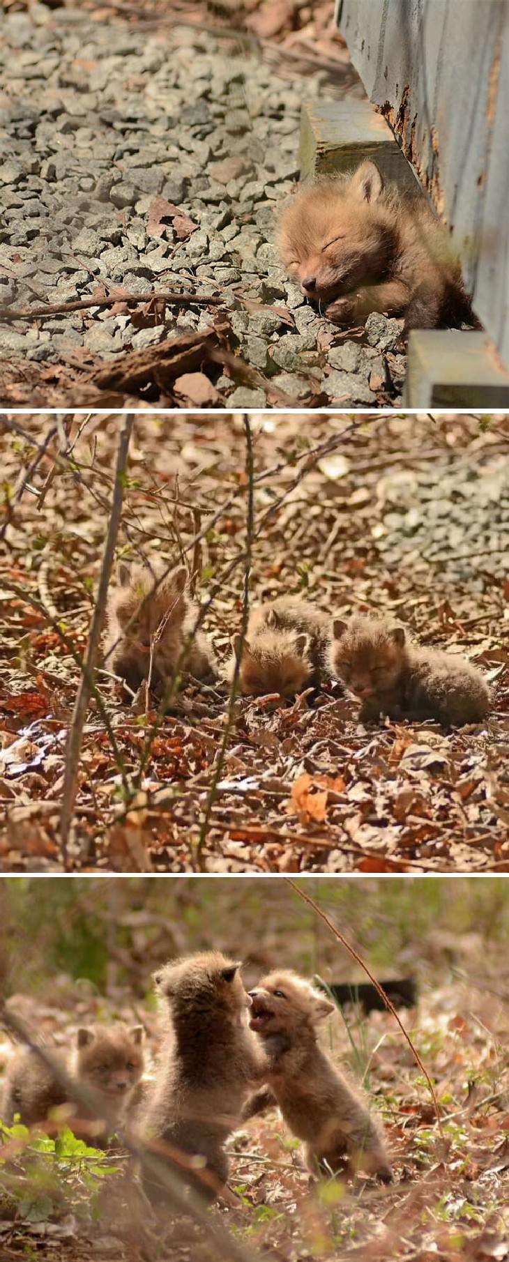 11. Un grupo de zorros bebés encontrados en un patio trasero en Nueva Jersey
