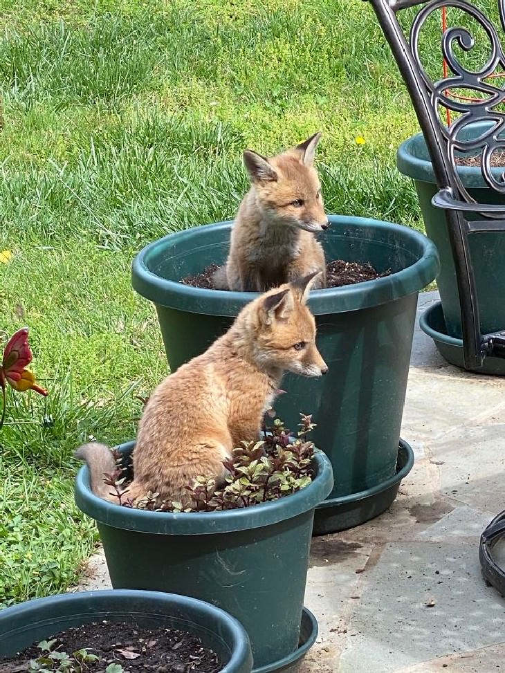 10. "Plantaron colas de zorro en el patio este año; les está yendo bien"