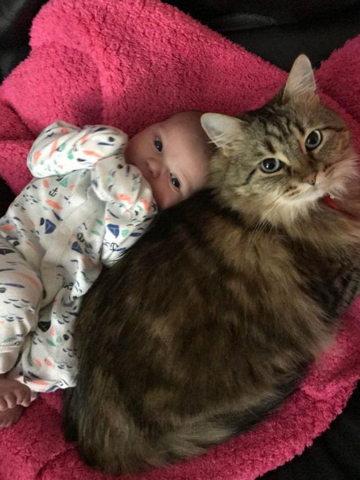 12 Hermosas Fotografías Cuentan Conmovedoras Historias gatita posa con bebé