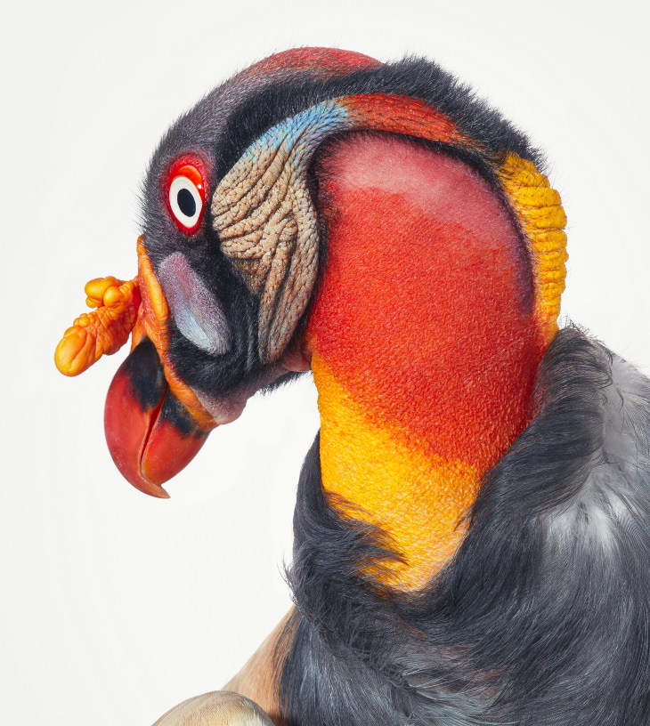 14 Hermosos Retratos De Aves Raras Del Fotógrafo Tim Flach Rey Buitre