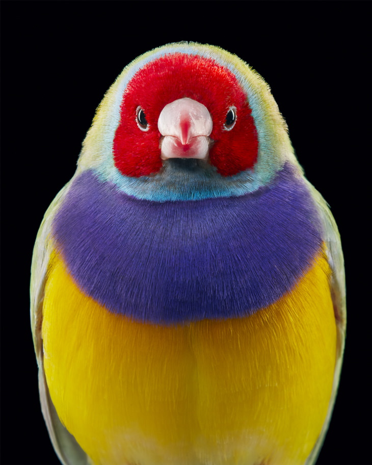 14 Hermosos Retratos De Aves Raras Del Fotógrafo Tim Flach Diamante de Gould