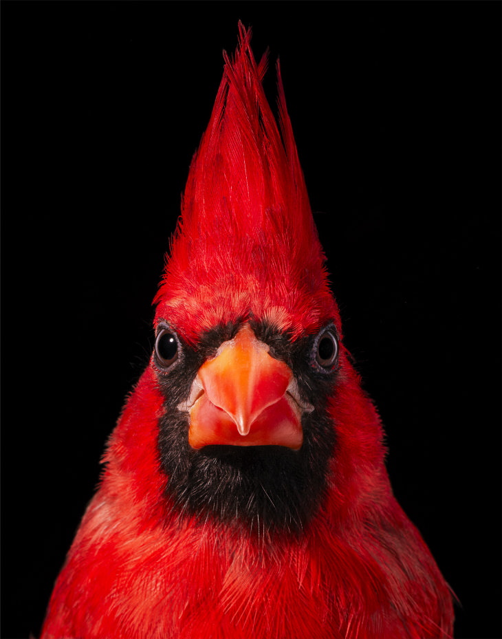 14 Hermosos Retratos De Aves Raras Del Fotógrafo Tim Flach Cardenal rojo
